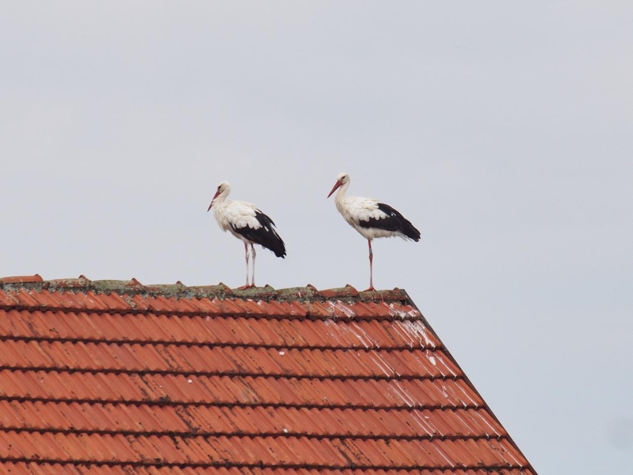 DAY 04… Rottenacker to Leipheim