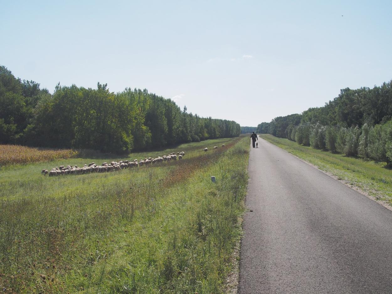 DAY 04… Mohacs to Apatin